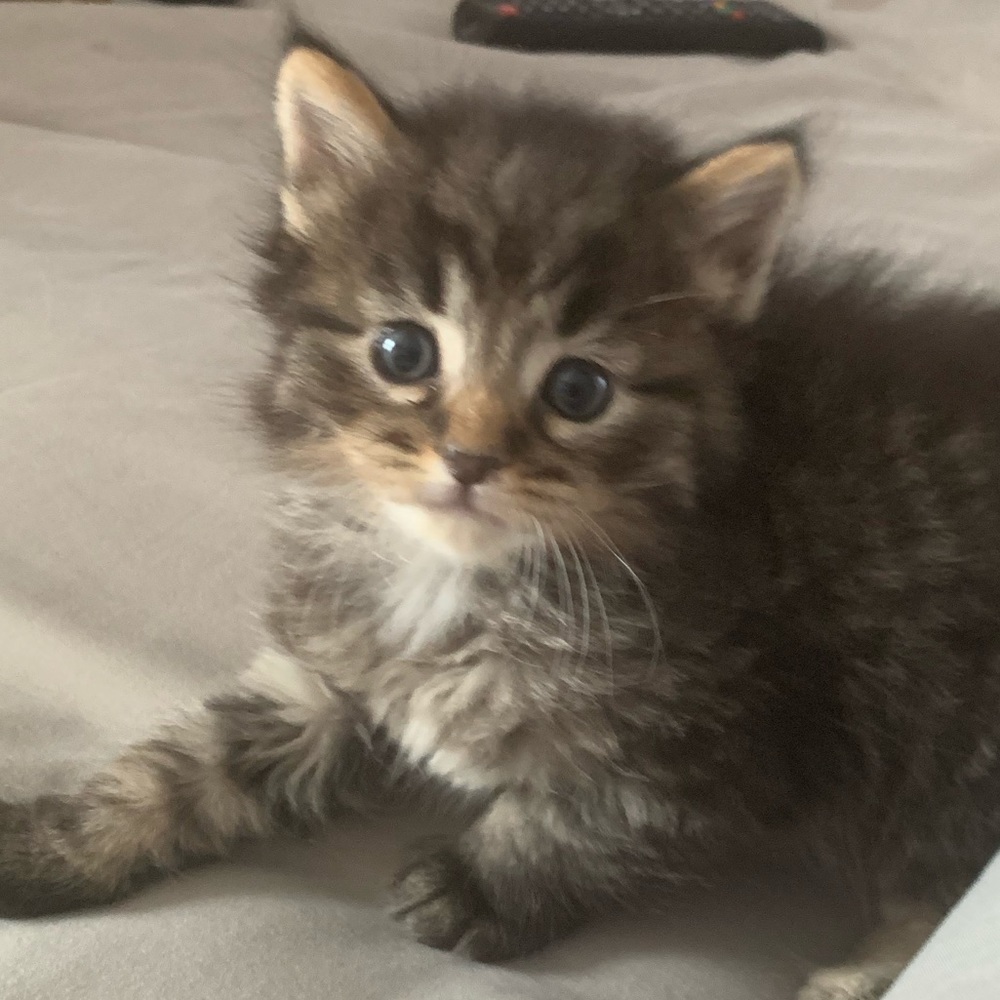 Meet your Posher, Nicole